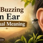Fly Buzzing in Ear Spiritual Meaning